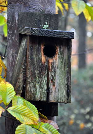 old bird house