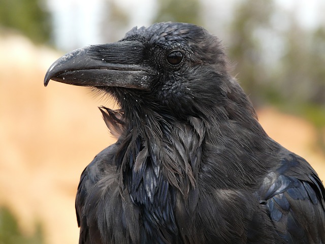 raven-4589_640