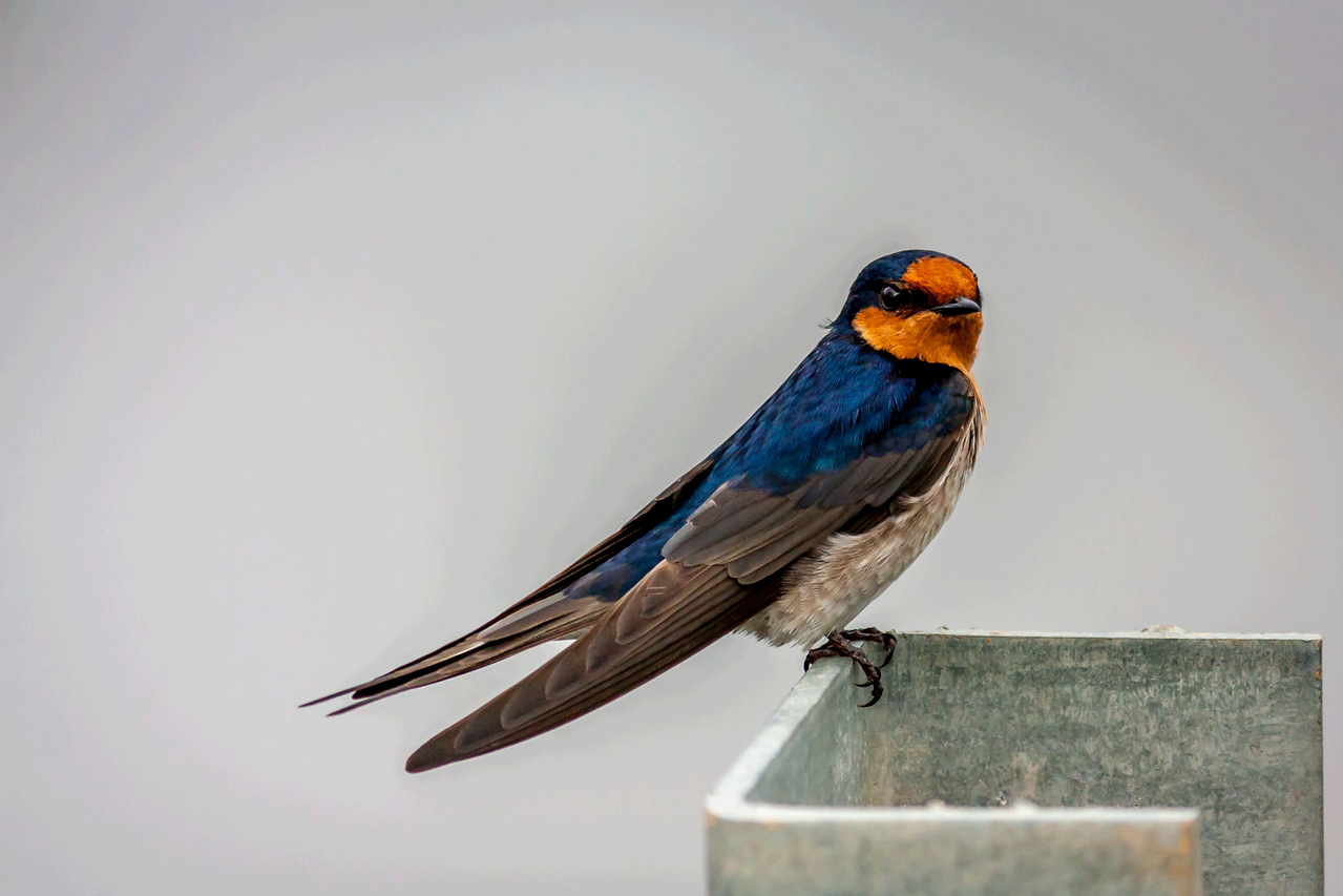 swallow-3-1616028-1279x852