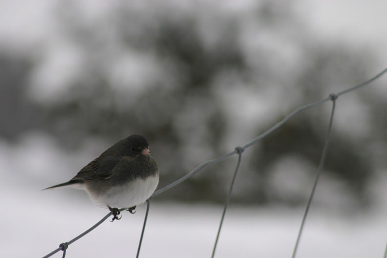 bird in the snow