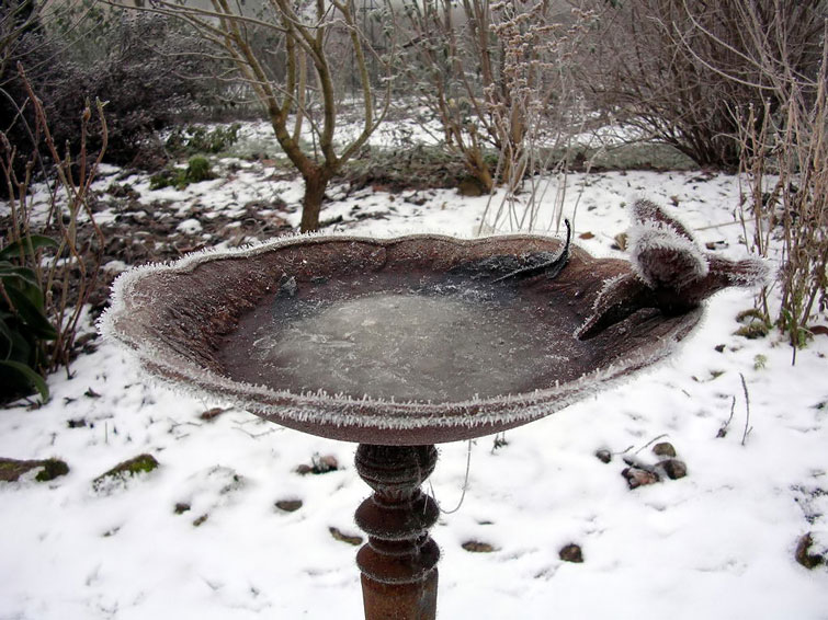 frozen bird bath