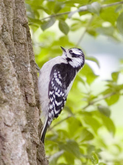 woodpecker