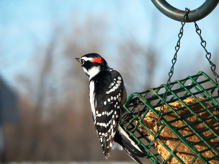 woodpecker