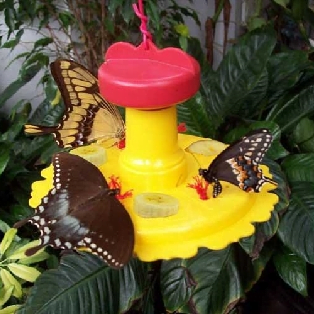 Butterfly Feeders