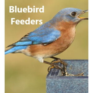 Bluebird Feeders