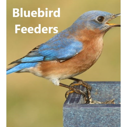 Bluebird Feeders Archives Backyard Chirper