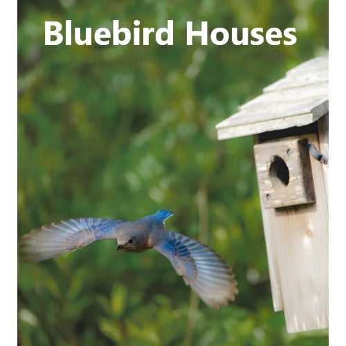 Bluebird Houses Archives - Backyard Chirper