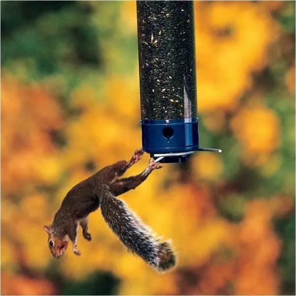 Yankee Whipper Squirrel Proof Bird Feeder