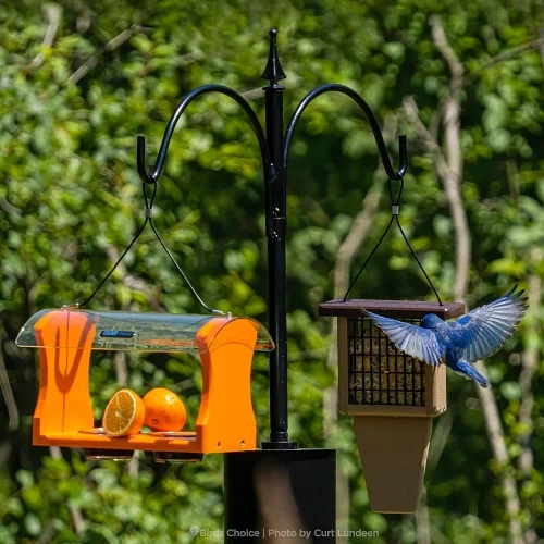 5' Complete Bird Feeder Pole Set with 2 Flanges and Squirrel Baffle - Image 4