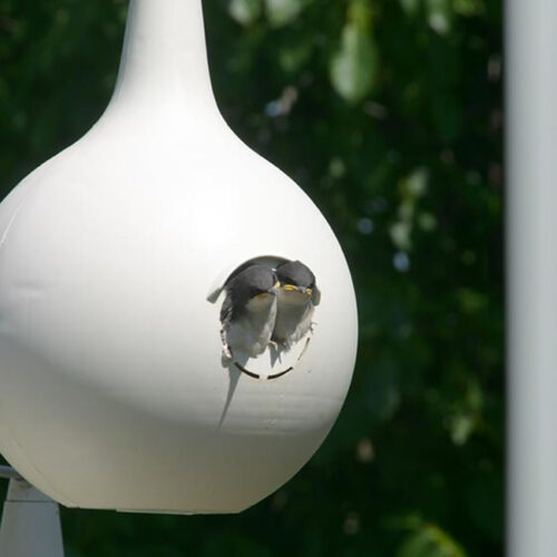 Combo:  6 Heath Purple Martin Crescent Gourds, 1 Hanging Bracket, 1 Pole, 4 Decoys - Image 4