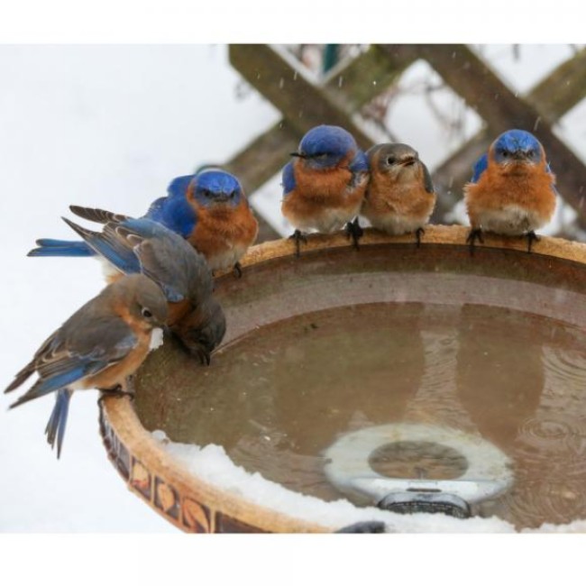 Electric Bird Bath & Multi-Use Deicer- 150 watt