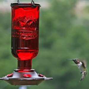 Classic antique bottle style hummingbird feeder for backyard use