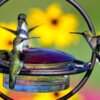 Hummingbirds feeding at a backyard feeder in spring
