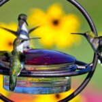 Hummingbirds feeding at a backyard feeder in spring