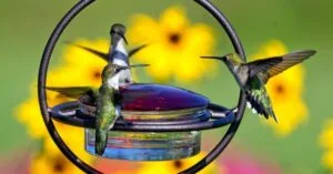 Hummingbirds feeding at a backyard feeder in spring