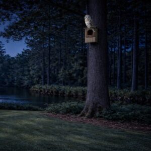 Barred Owl House