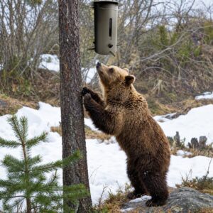 Bear Proof Bird Feeder in Brown